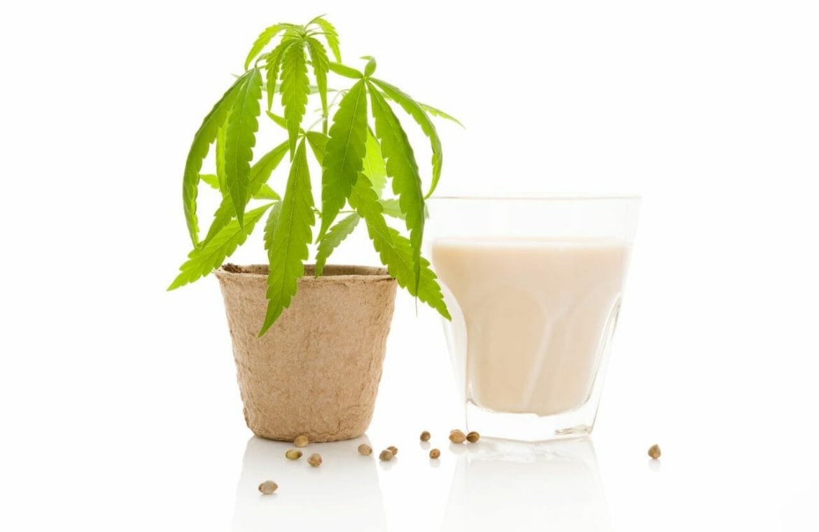 préparation lait au chanvre à partir des graines