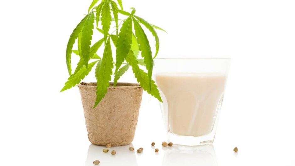 préparation lait au chanvre à partir des graines